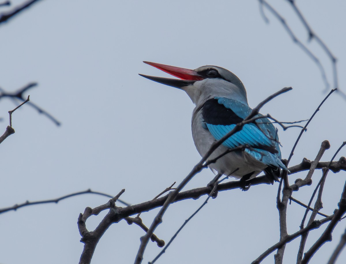 Woodland Kingfisher - ML646708966