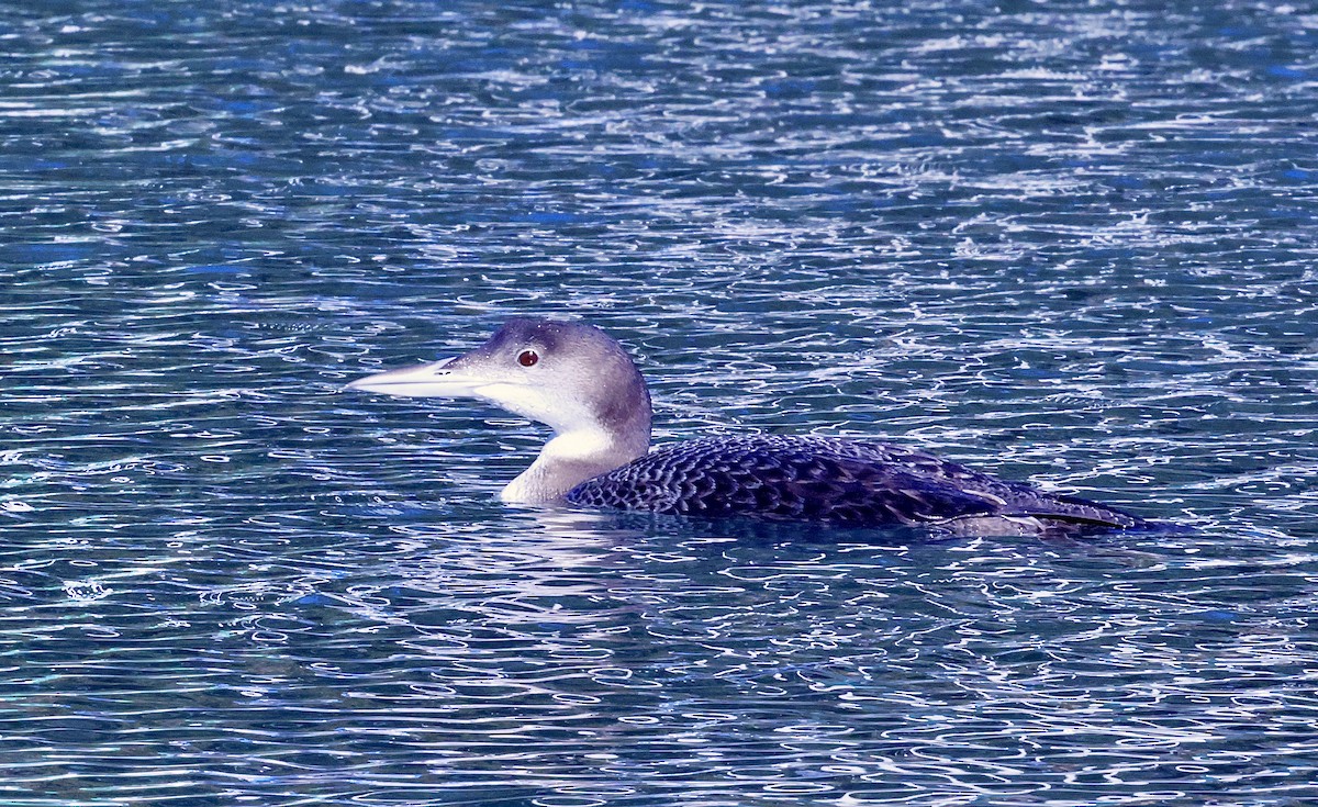 Common Loon - ML646708975