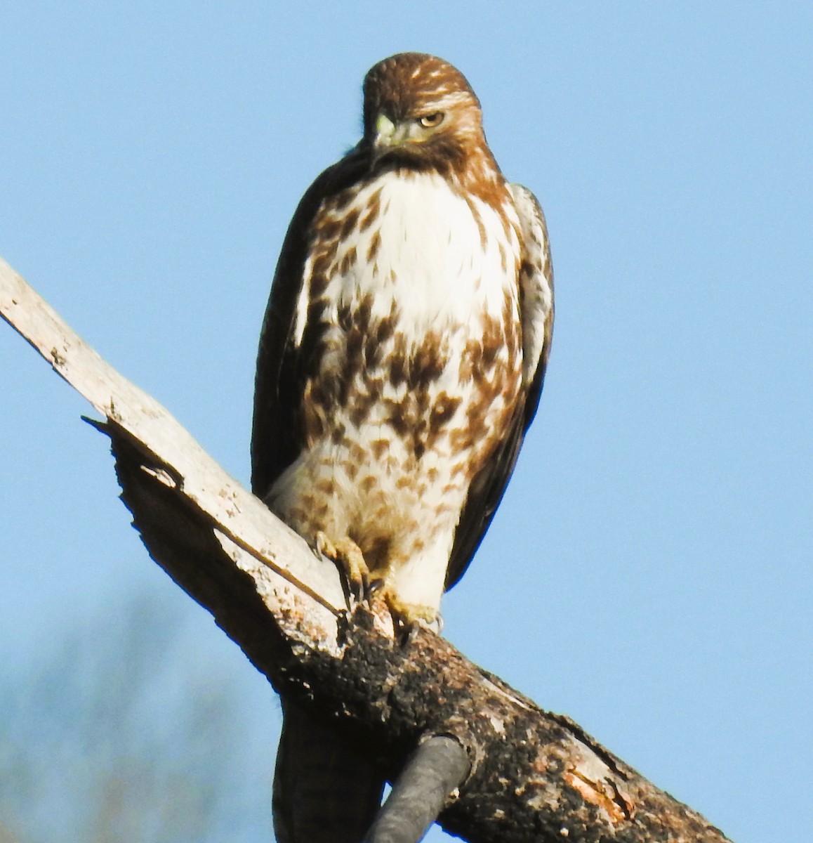 Red-tailed Hawk - ML646708976