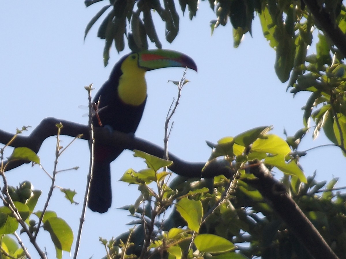 Keel-billed Toucan - ML646708977
