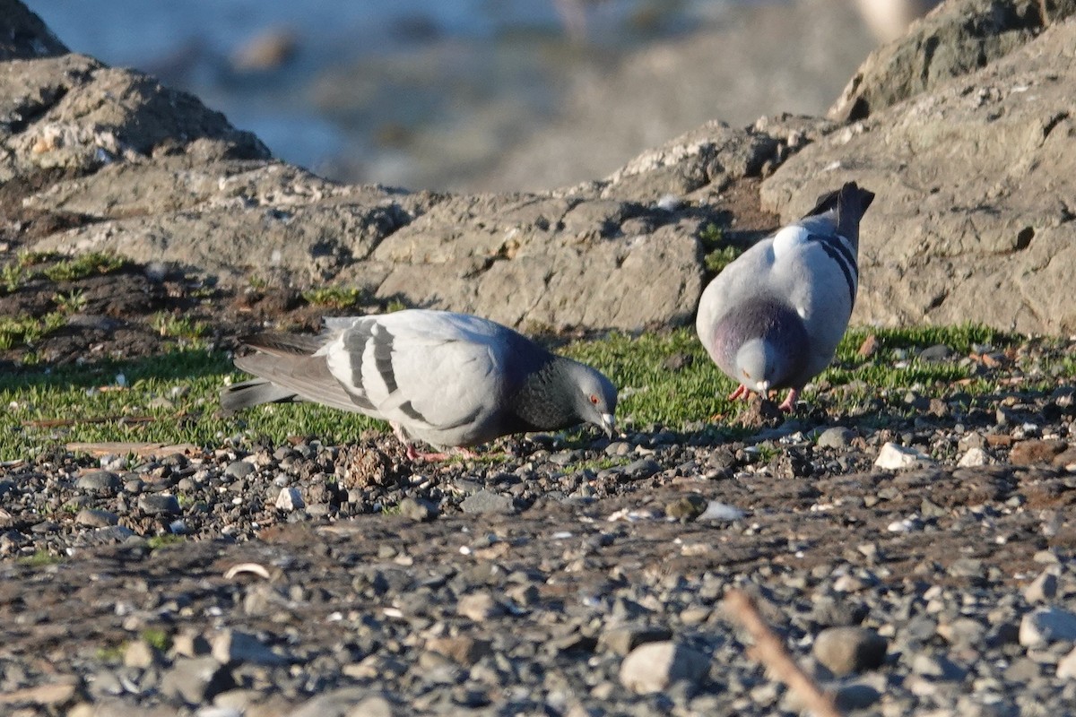 Rock Pigeon (Feral Pigeon) - ML646708978