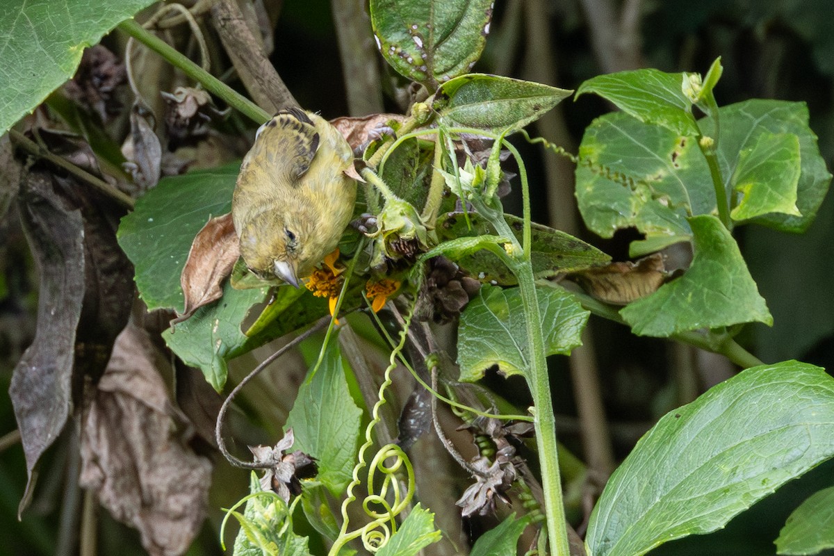 Yellow-bellied Siskin - ML646708981