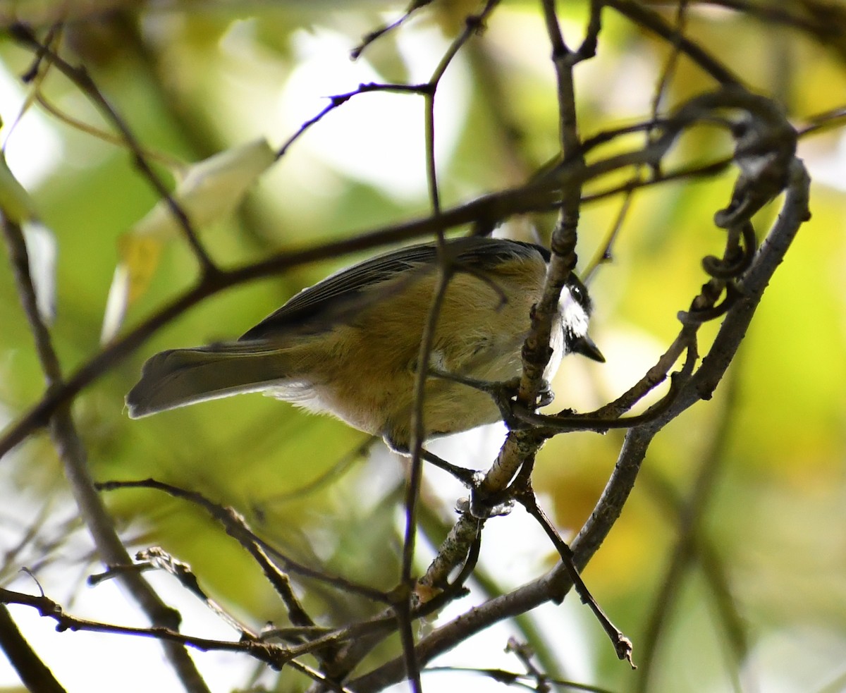 Carolina Chickadee - ML646708982
