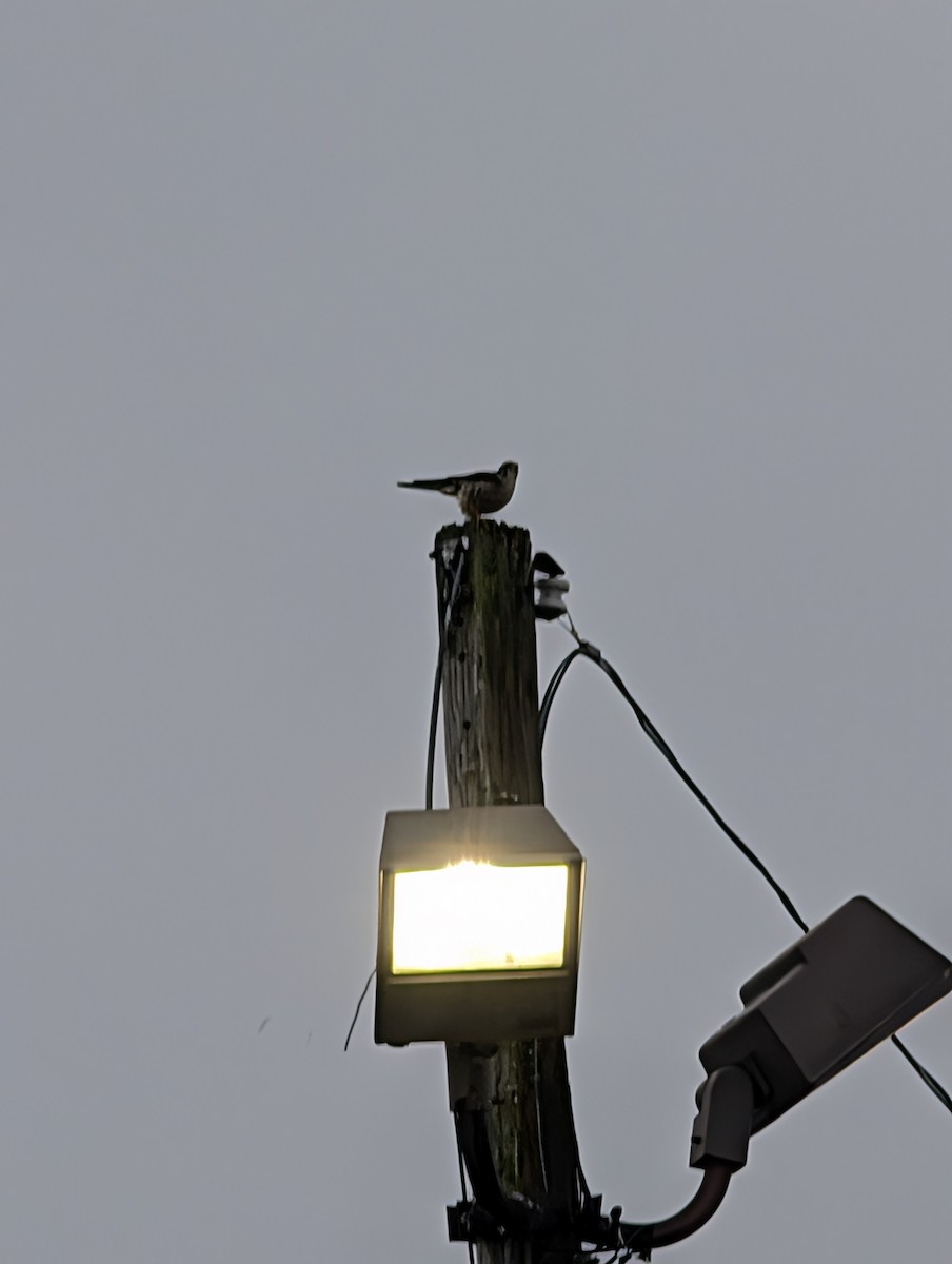 Merlin - ML646708983