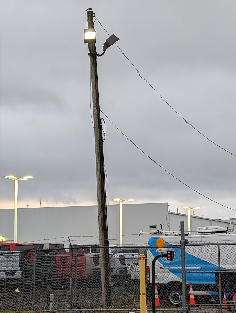 Merlin - ML646708984