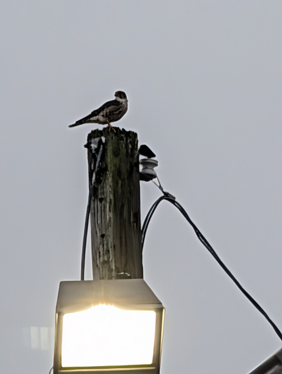 Merlin - ML646708985