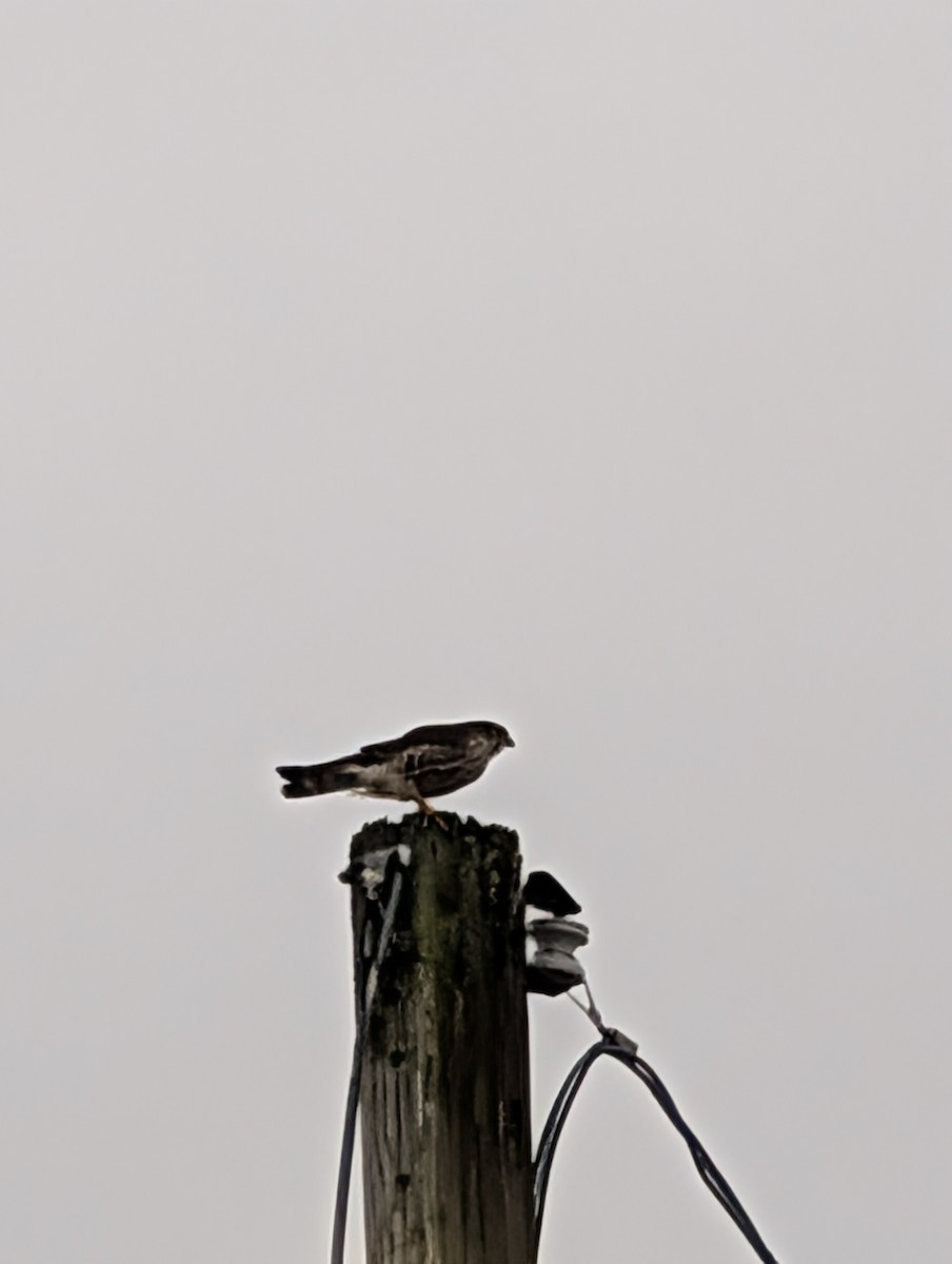 Merlin - ML646708986