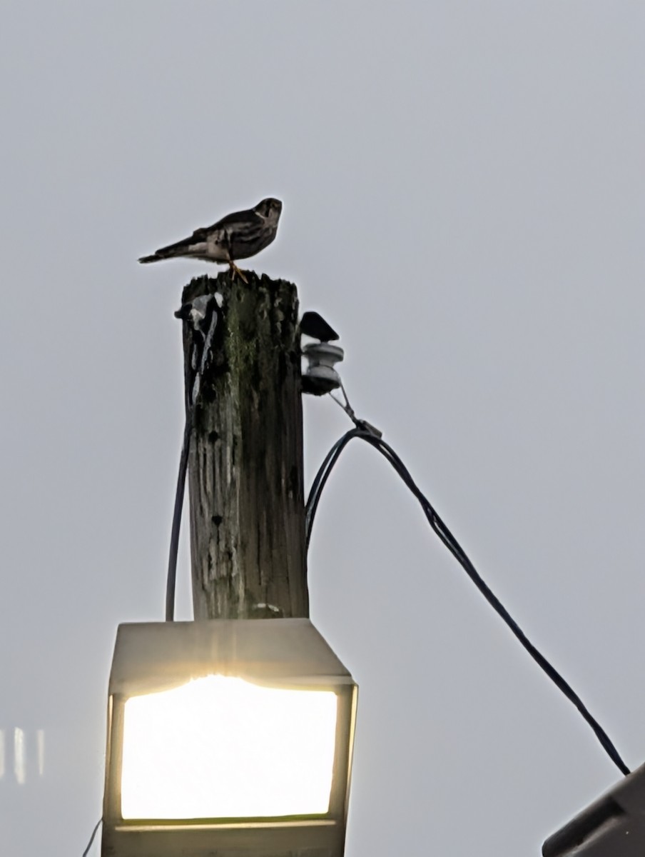 Merlin - ML646708987