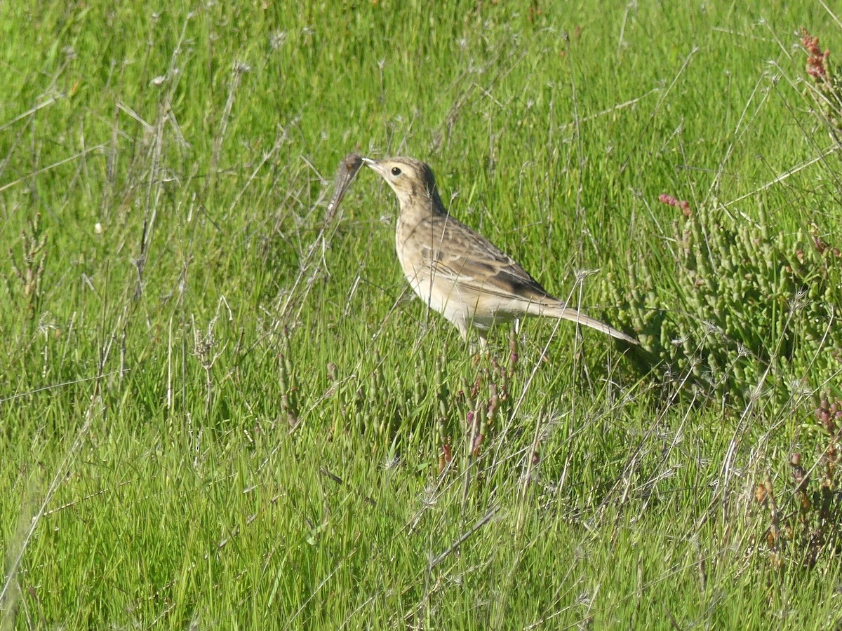 Richard's Pipit - ML646708988