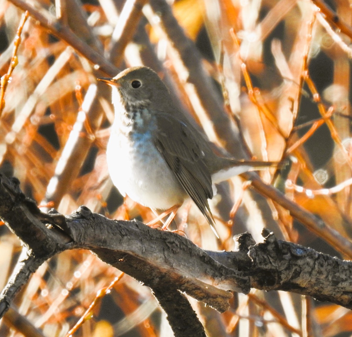 קיכלי חלוד-זנב - ML646709001