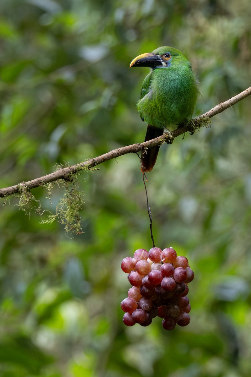 Southern Emerald-Toucanet - ML646709007