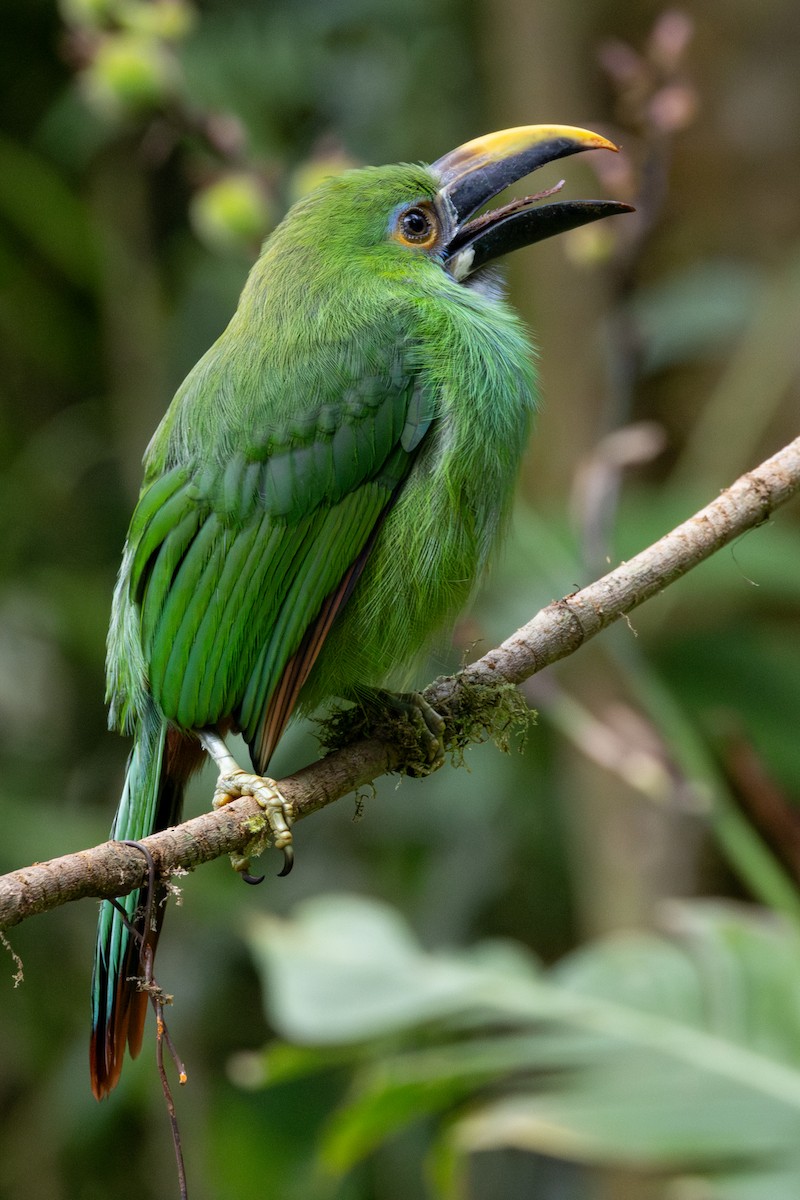 Southern Emerald-Toucanet - ML646709008