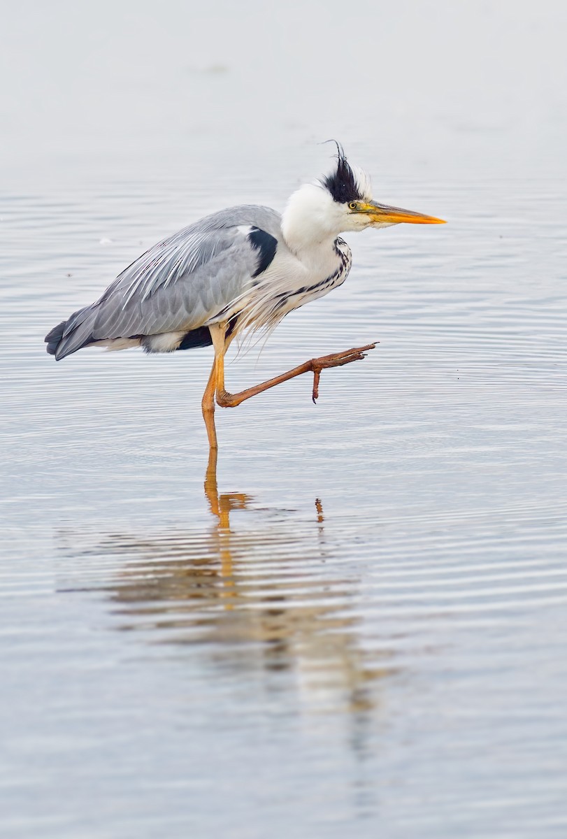 Gray Heron - ML646709009