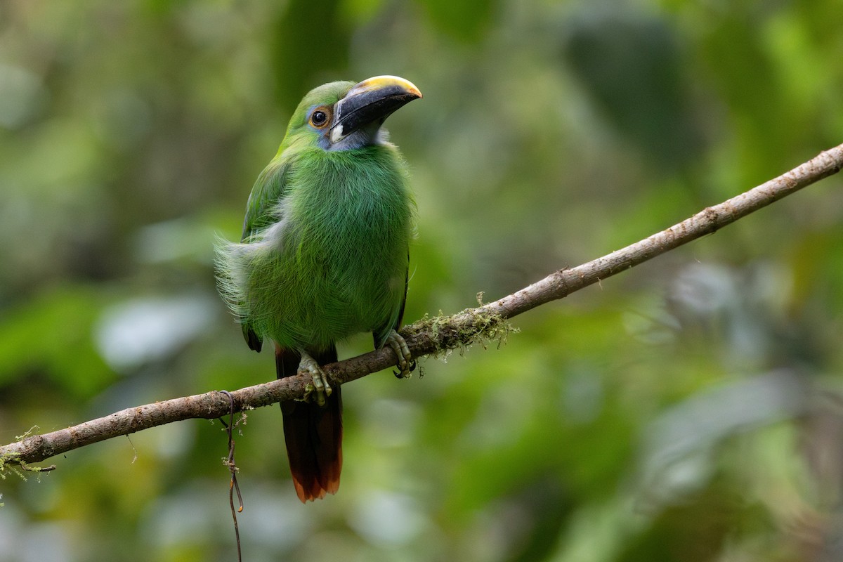 Southern Emerald-Toucanet - ML646709010