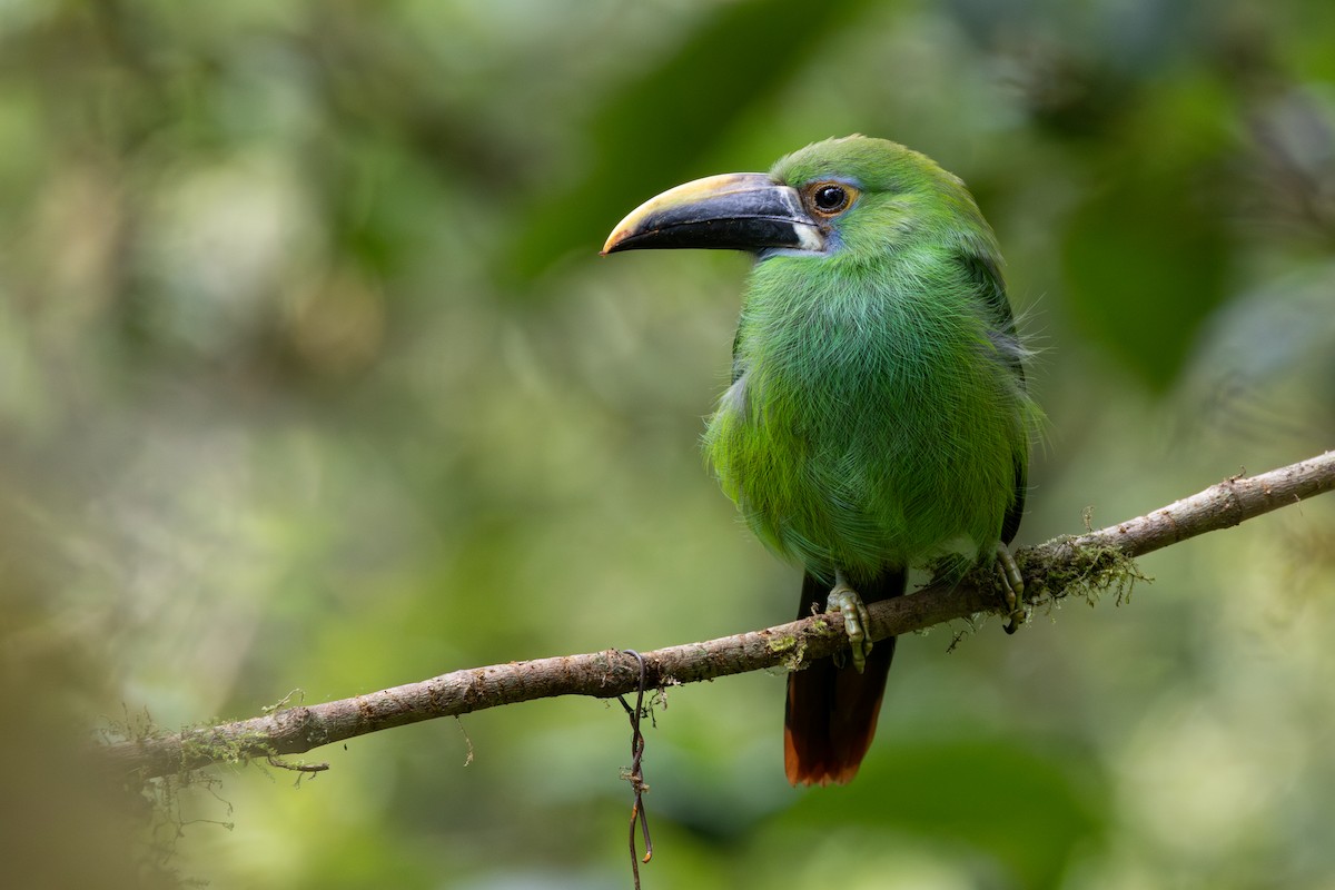 Southern Emerald-Toucanet - ML646709011