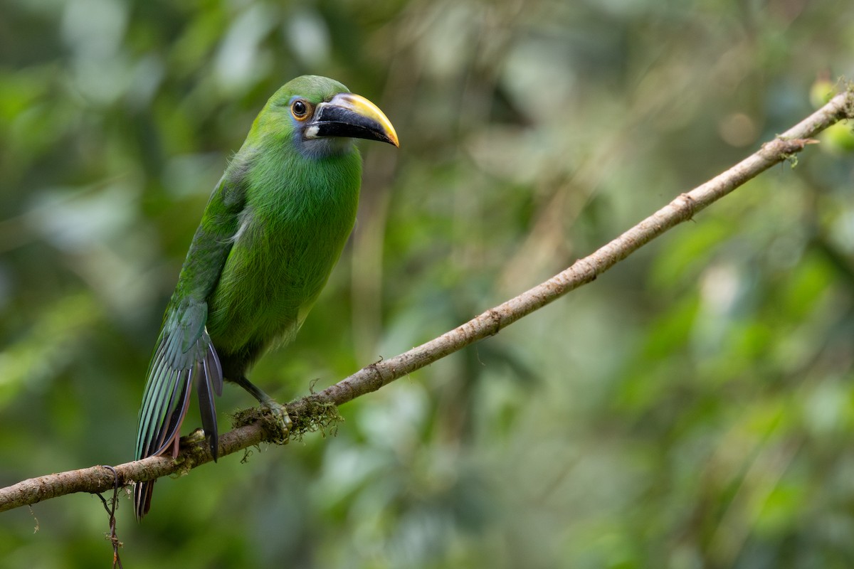 Southern Emerald-Toucanet - ML646709012