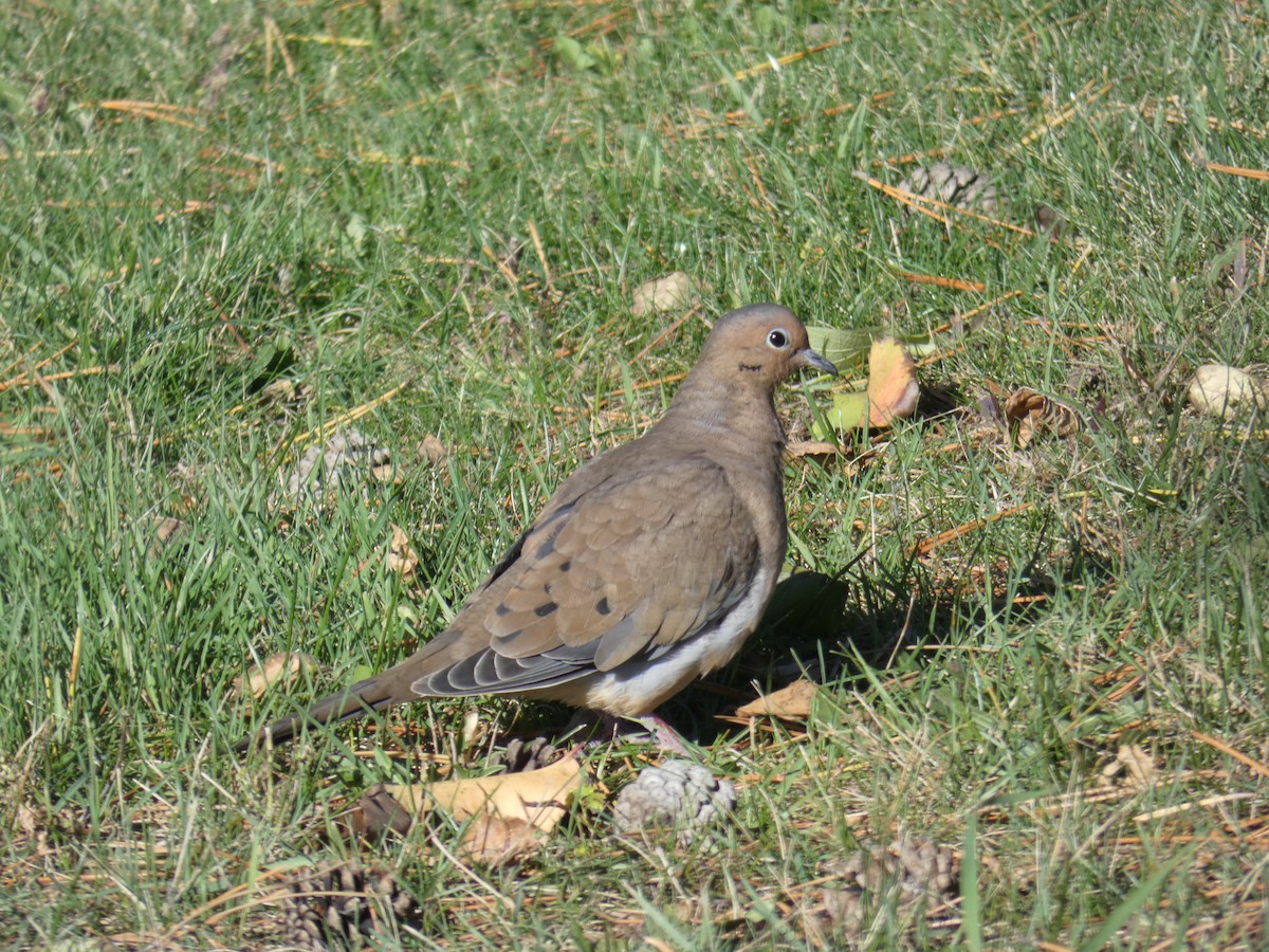 Uzun Kuyruklu Kumru - ML646709013