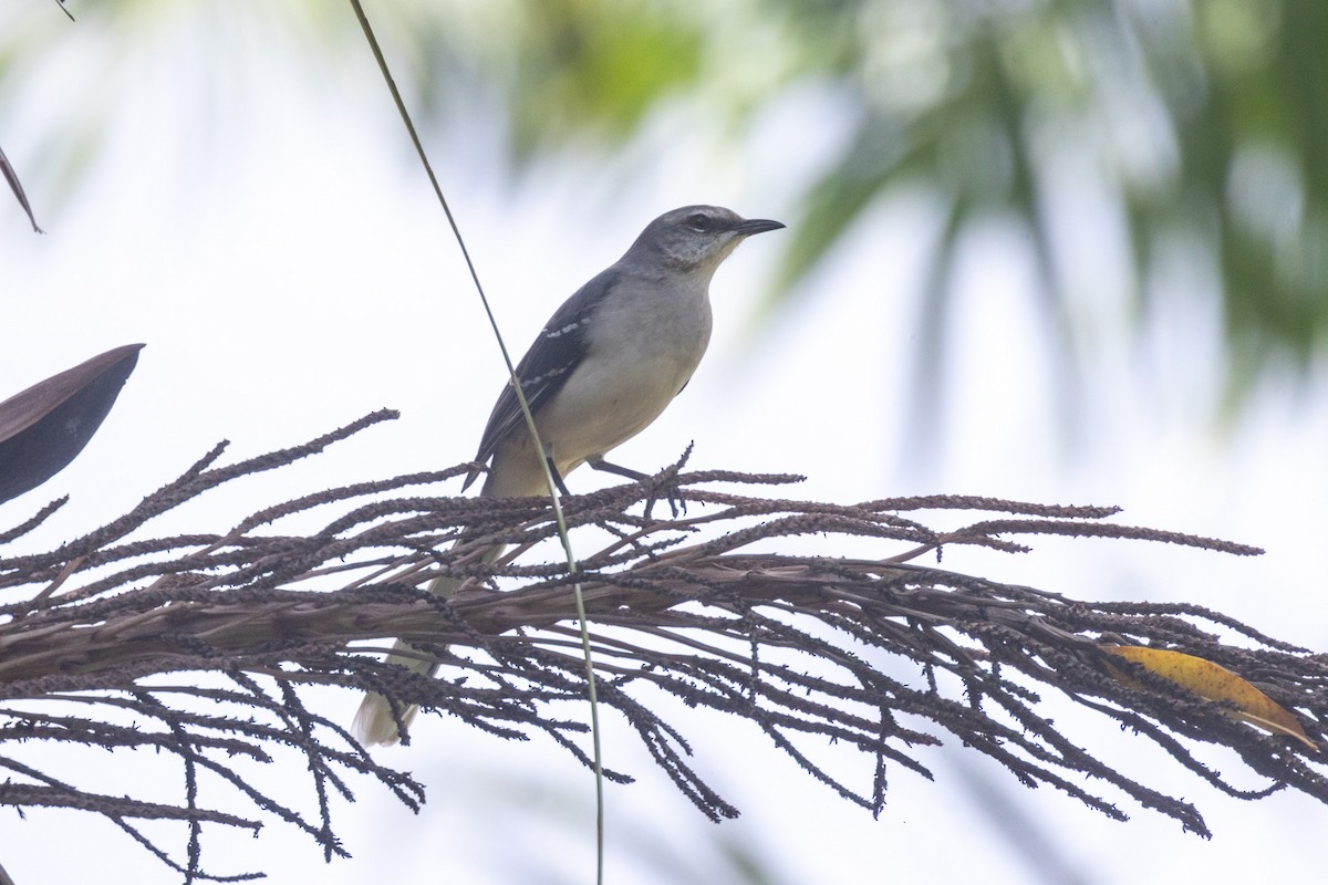 Tropikal Taklitçi (gracilis/leucophaeus) - ML646709024