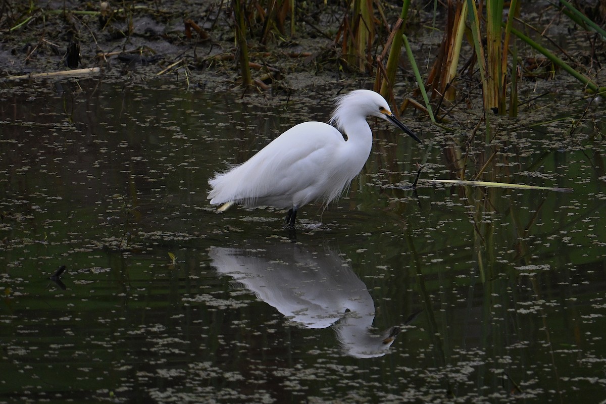 Снежная цапля - ML646709025