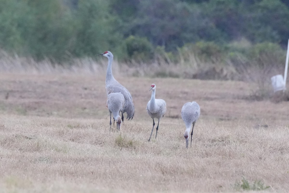 Sandhill Crane - ML646709031