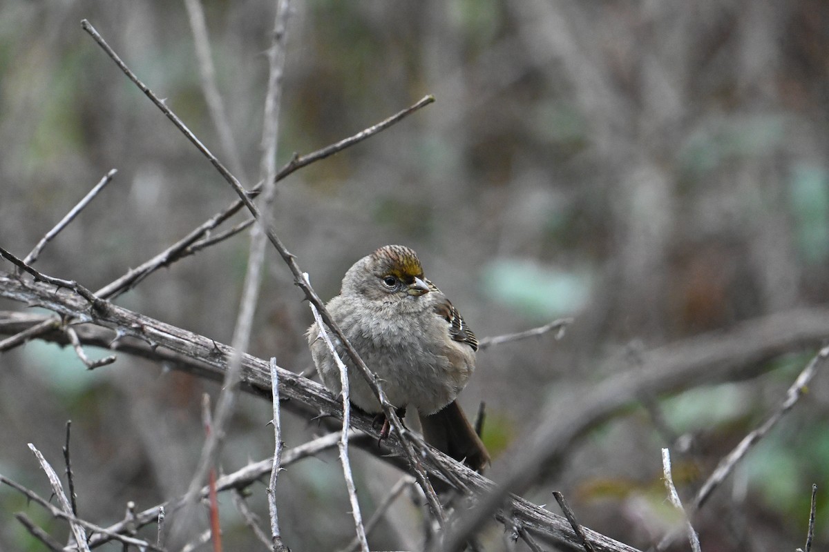 Чернобровая овсянка - ML646709033