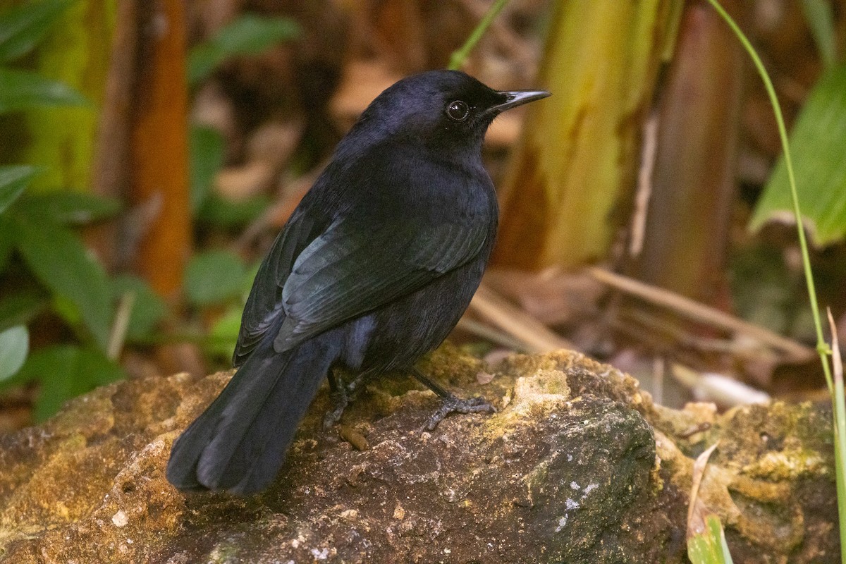 drozdec černý - ML646709035