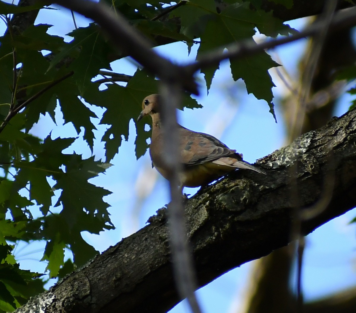 Mourning Dove - ML646709036
