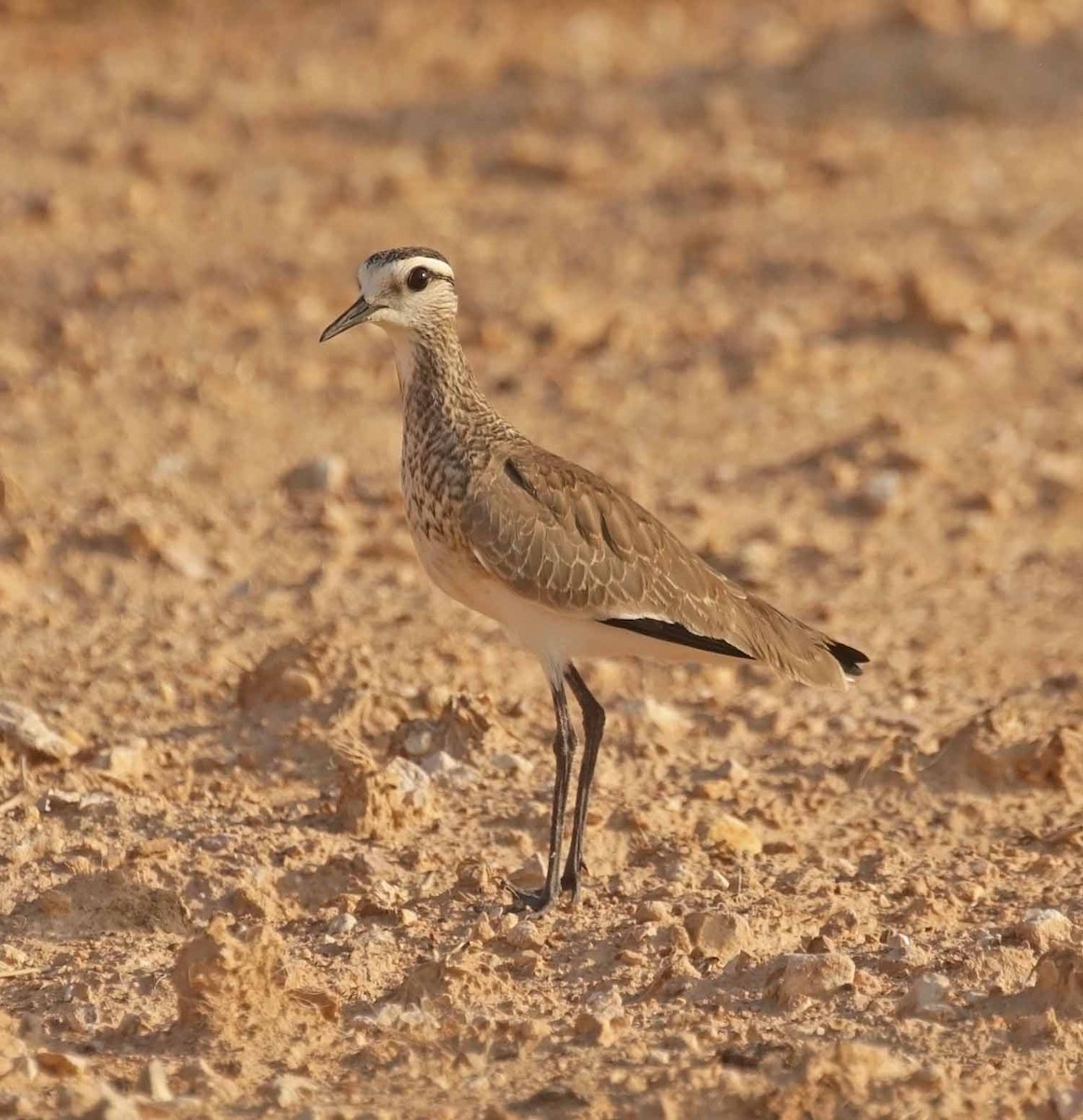 マミジロゲリ - ML646709038