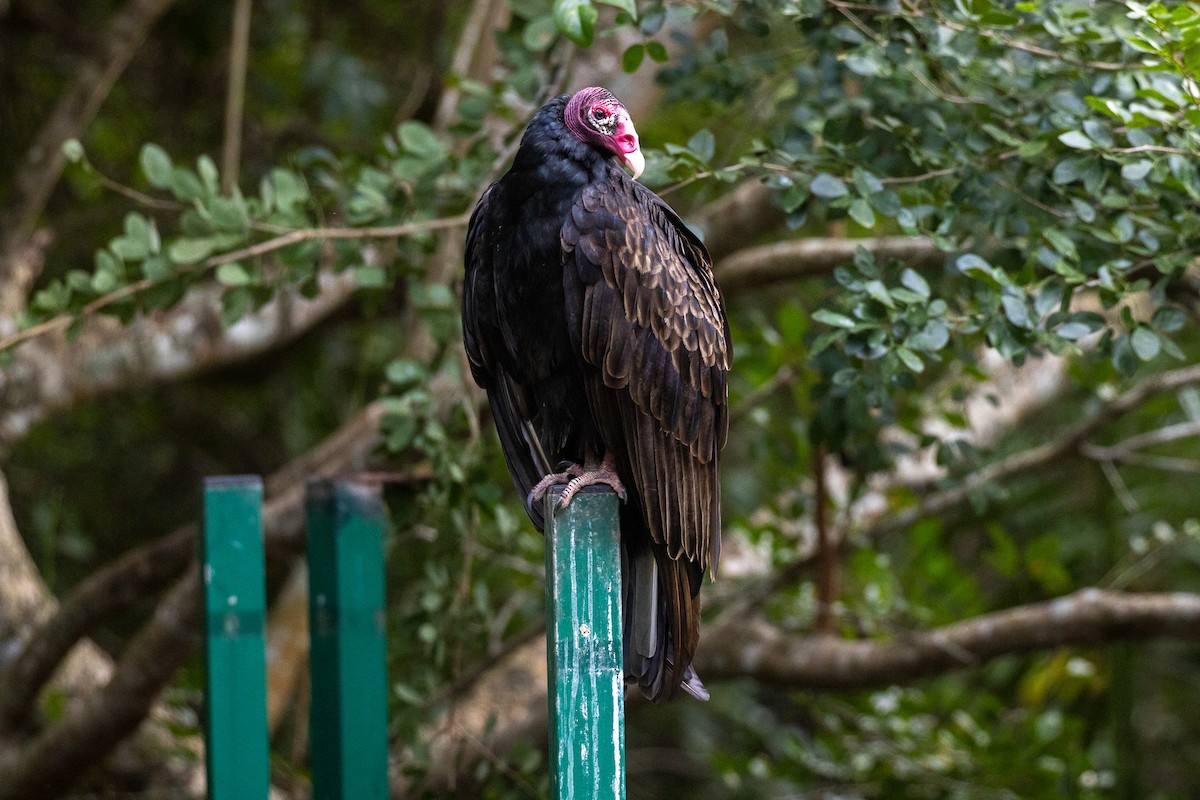 Turkey Vulture - ML646709041