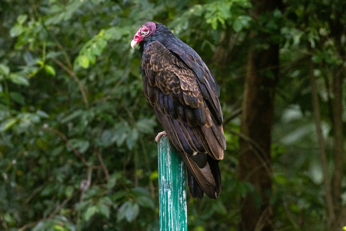 Turkey Vulture - ML646709042