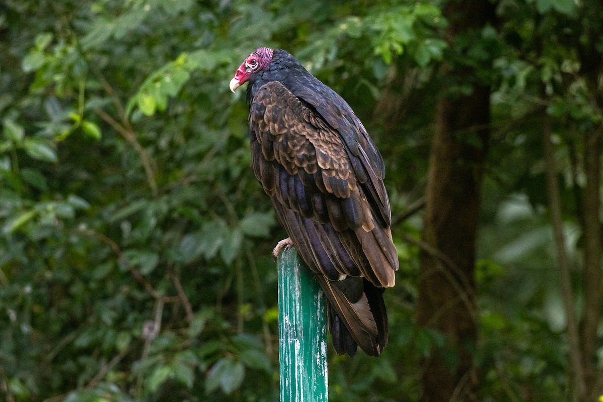 Turkey Vulture - ML646709043