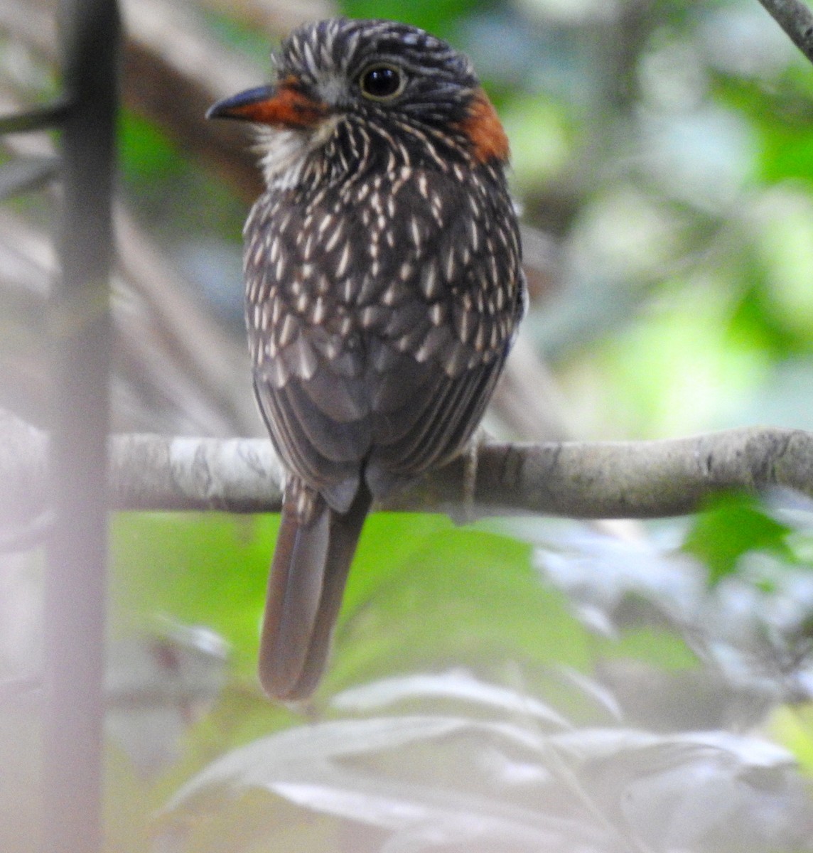 Kesik Kolyeli Pufkuşu - ML646709051