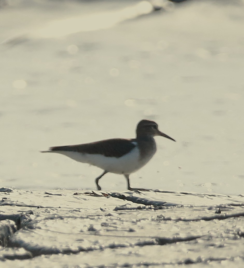 Benekli Düdükçün - ML646709053