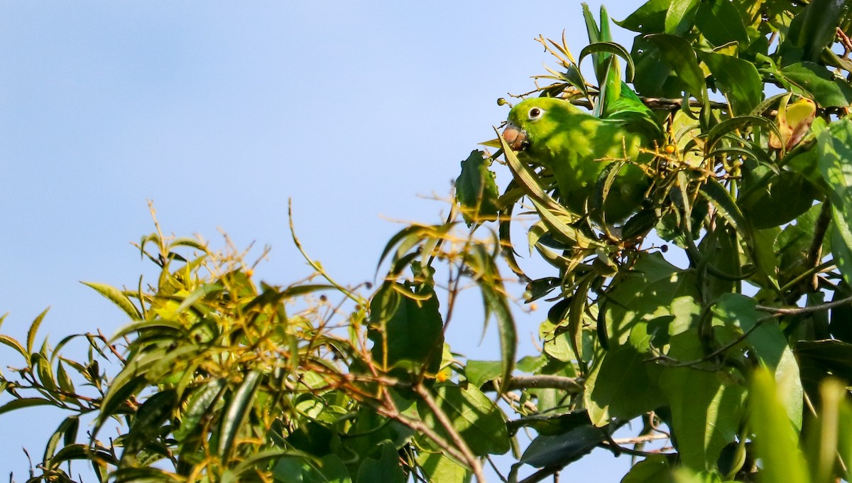 Çiriri Papağanı - ML646709058