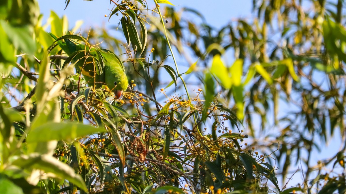 Çiriri Papağanı - ML646709060