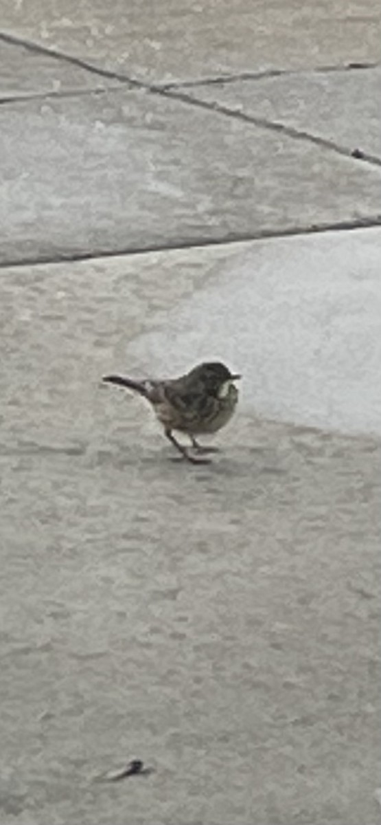 Bisbita Norteamericano - ML646709061