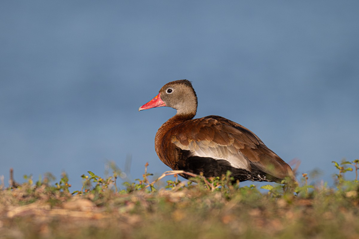 Kara Karınlı Islıkçı Ördek - ML646709064