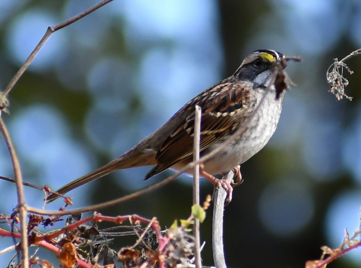 Ak Boğazlı Serçe - ML646709066