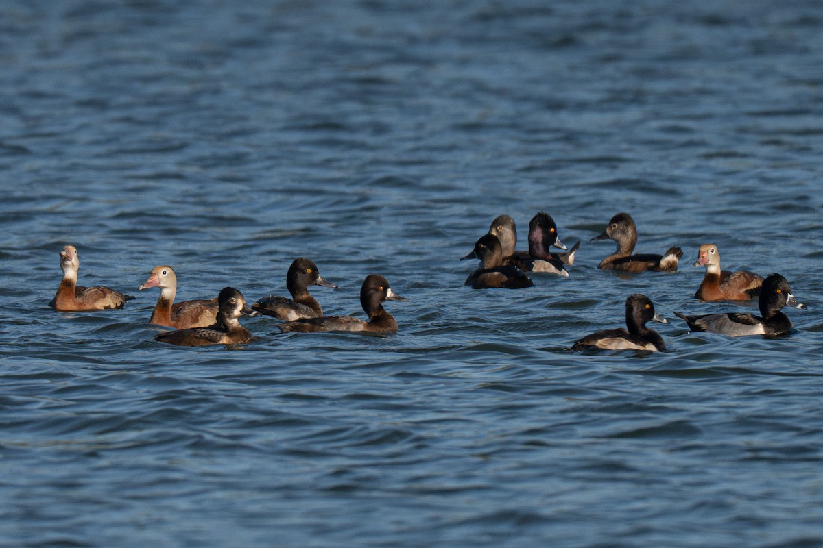 Morbaş Patka - ML646709067