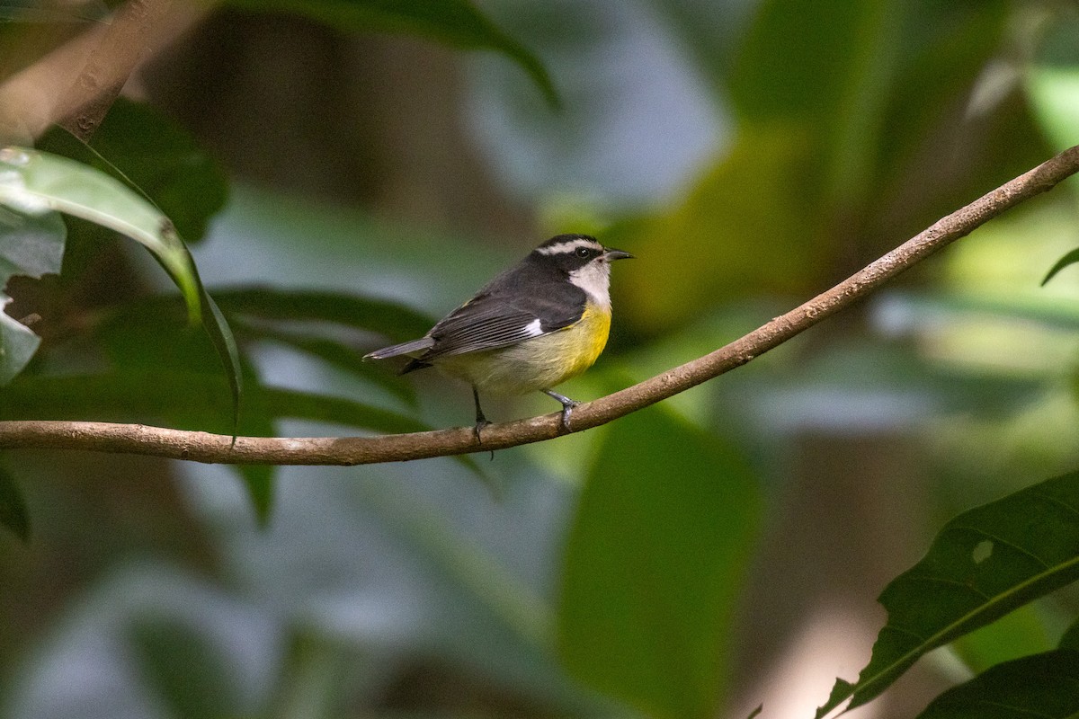 Bal Tangarası (caboti) - ML646709068