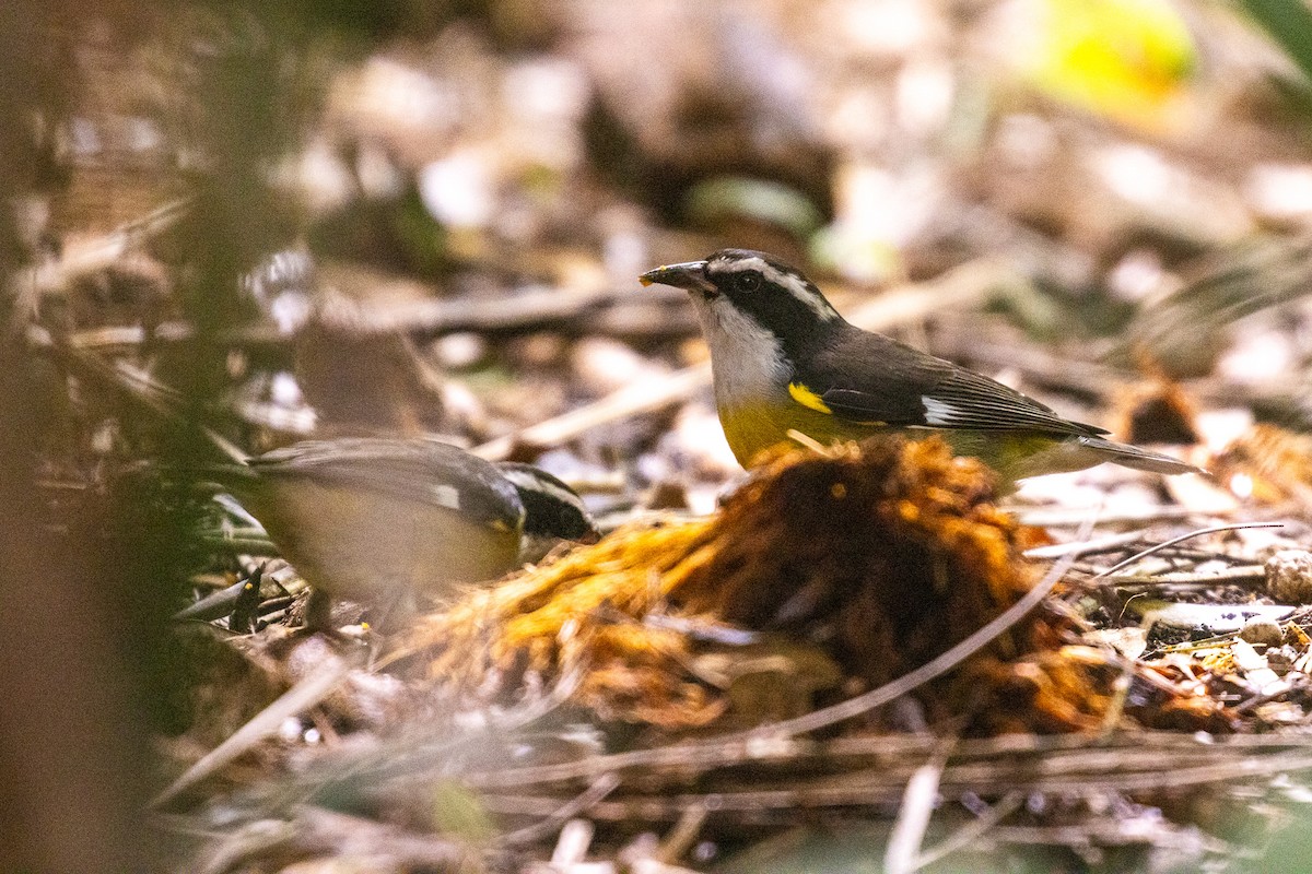 Bal Tangarası (caboti) - ML646709070