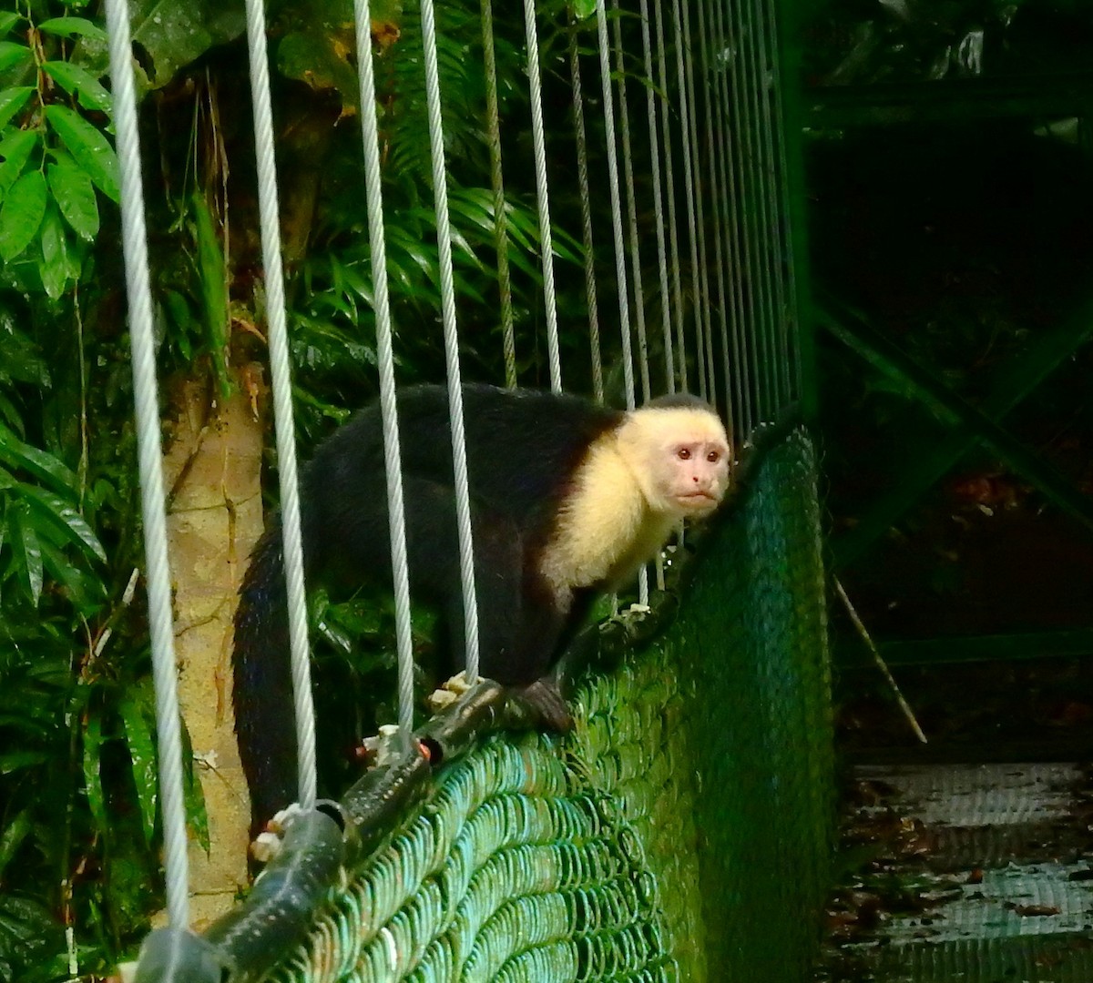 Gracile Capuchins - ML646709072