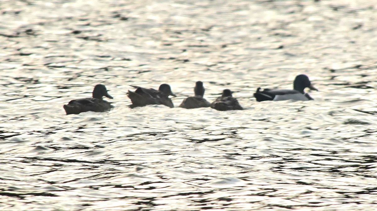 Yeşilbaş - ML646709073