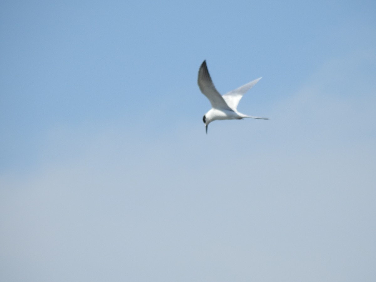 メリケンアジサシ - ML646709074