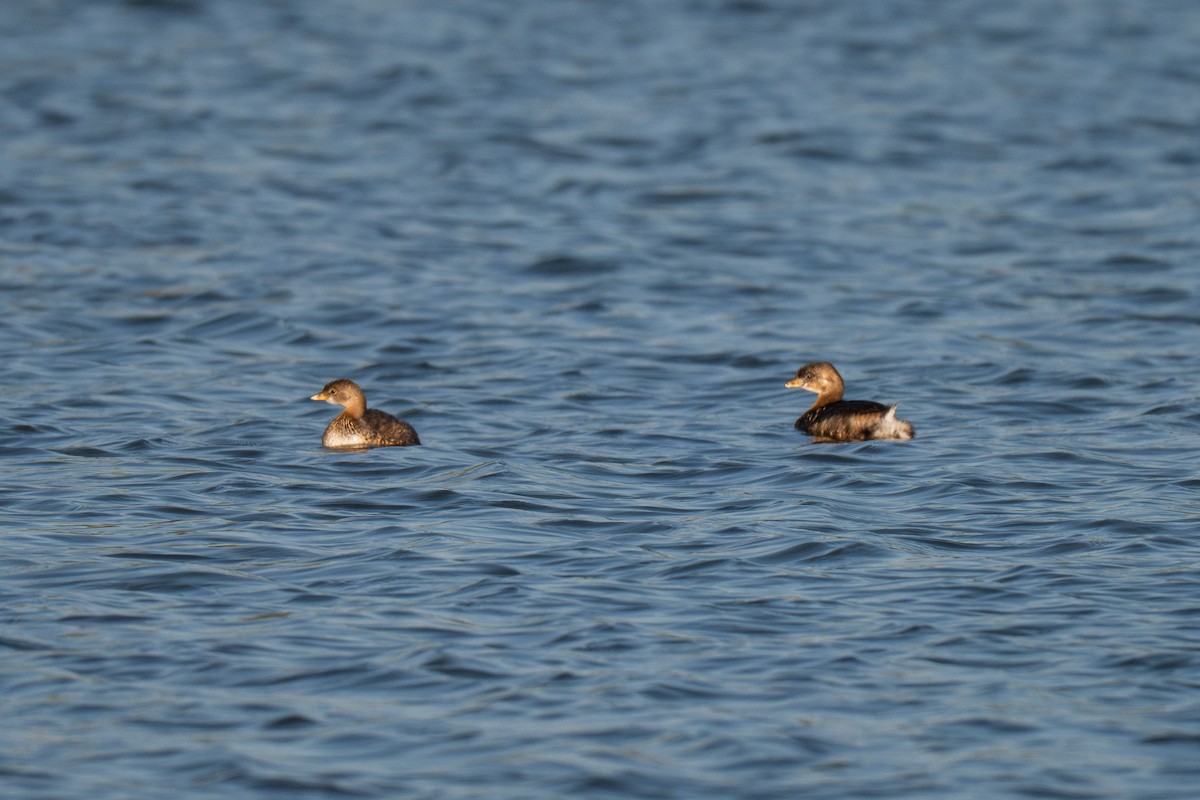 Kalın Gagalı Batağan - ML646709075