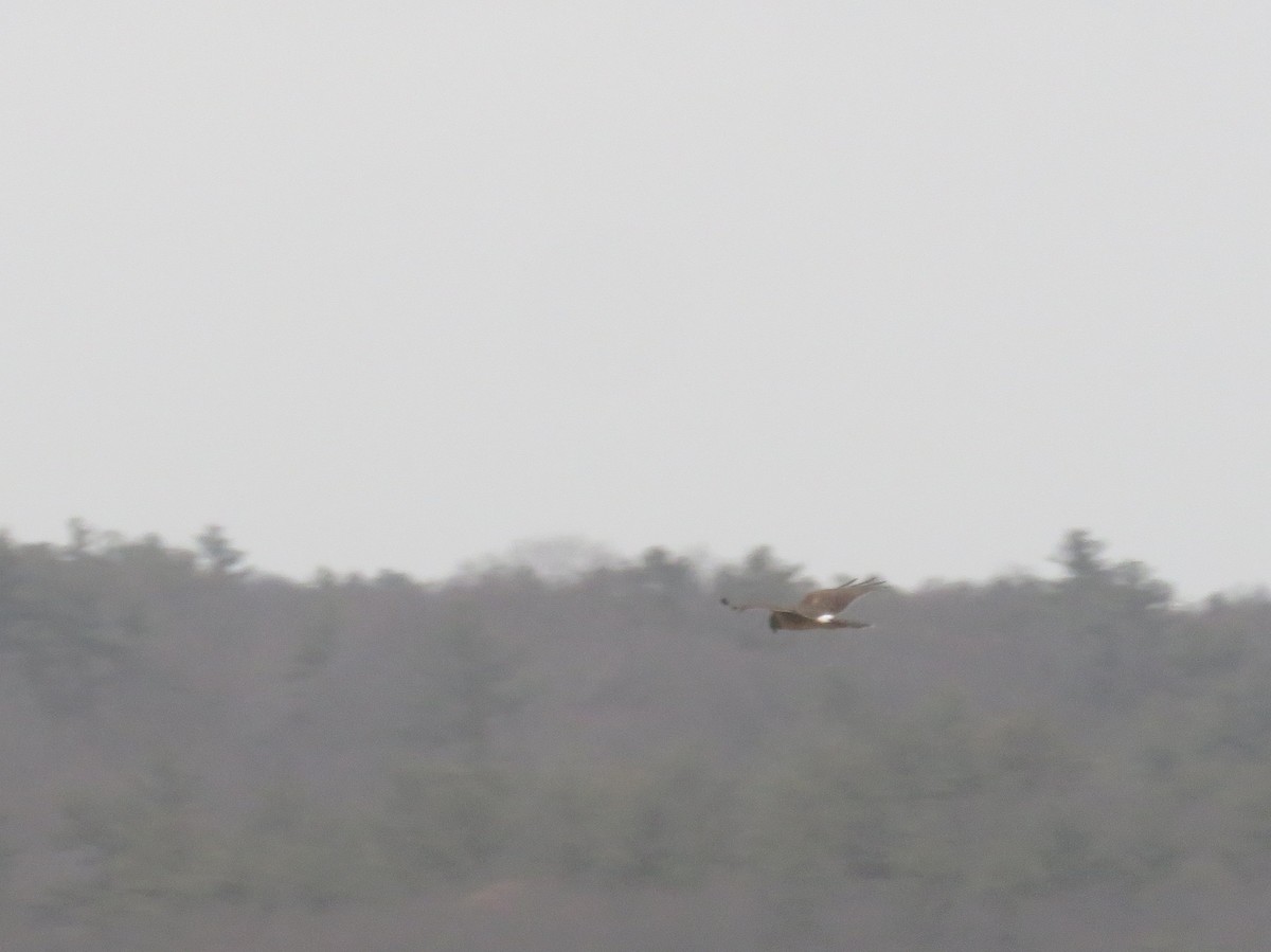 Amerika Delicesi - ML646709080