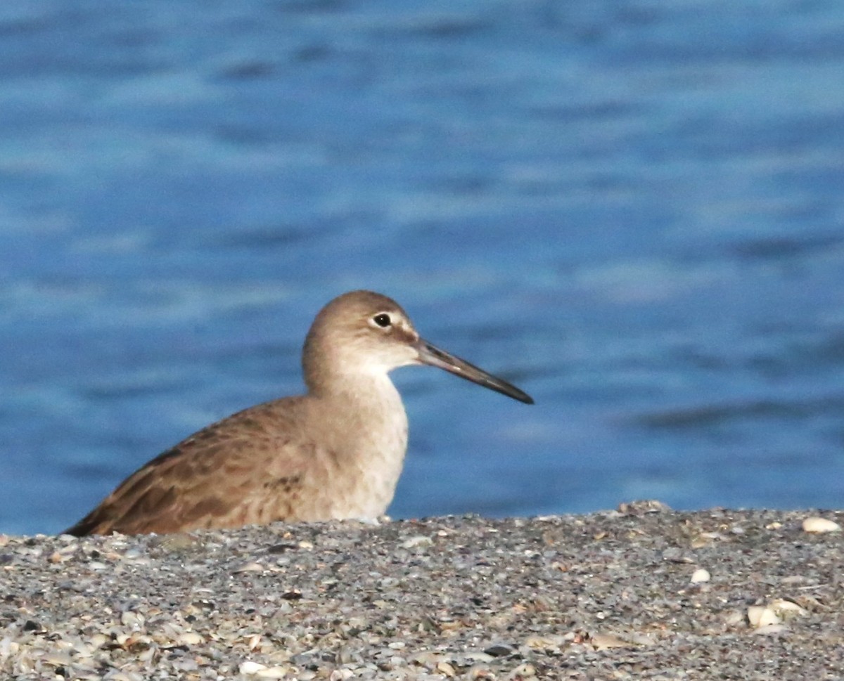 Willet - ML646709082