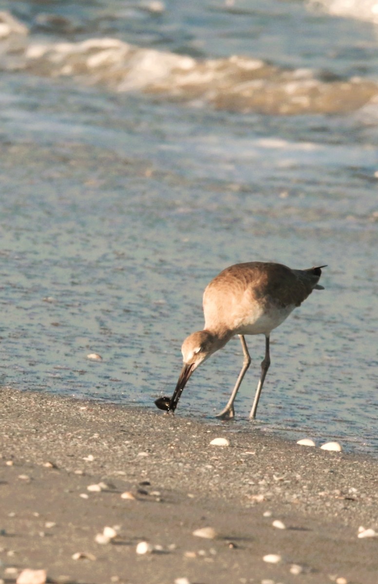 Willet - ML646709083