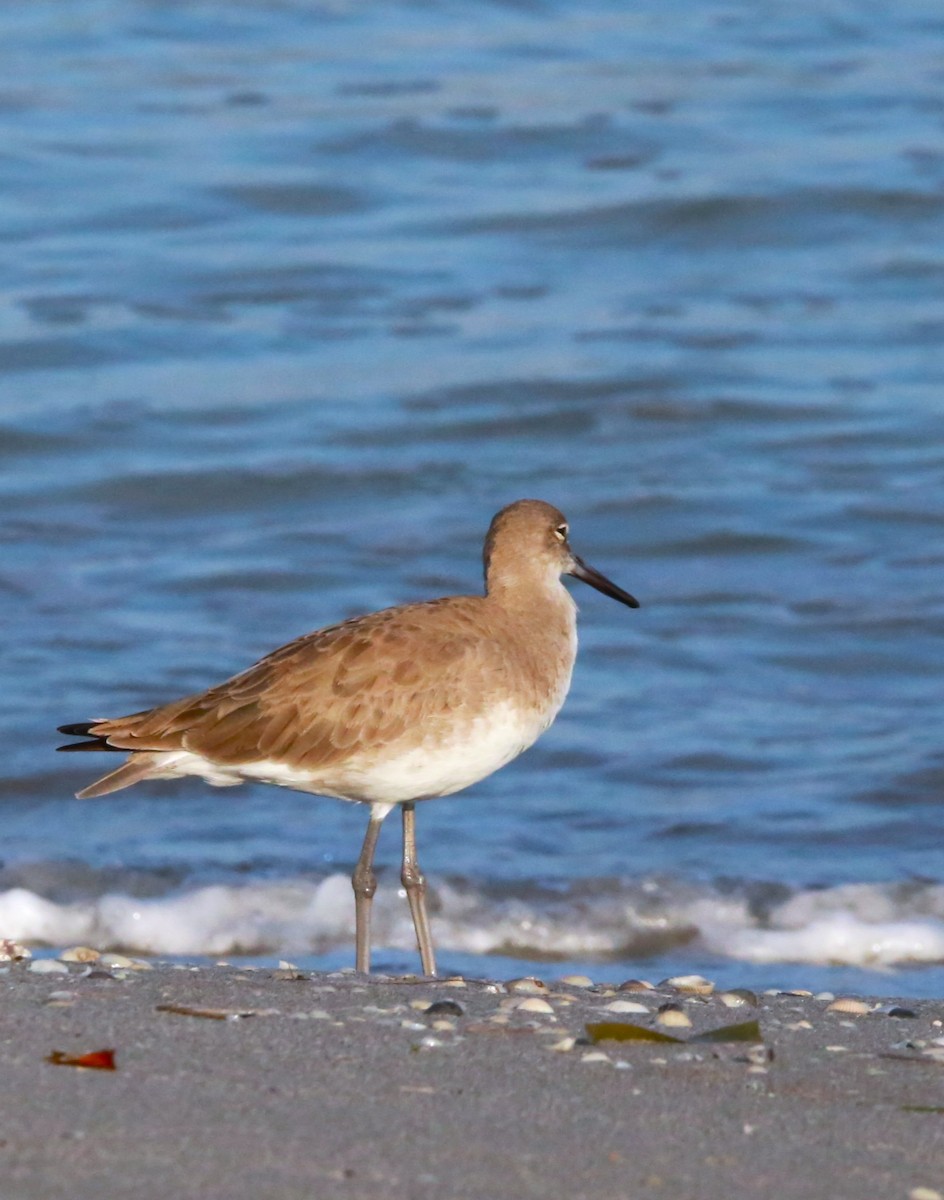 Willet - ML646709084