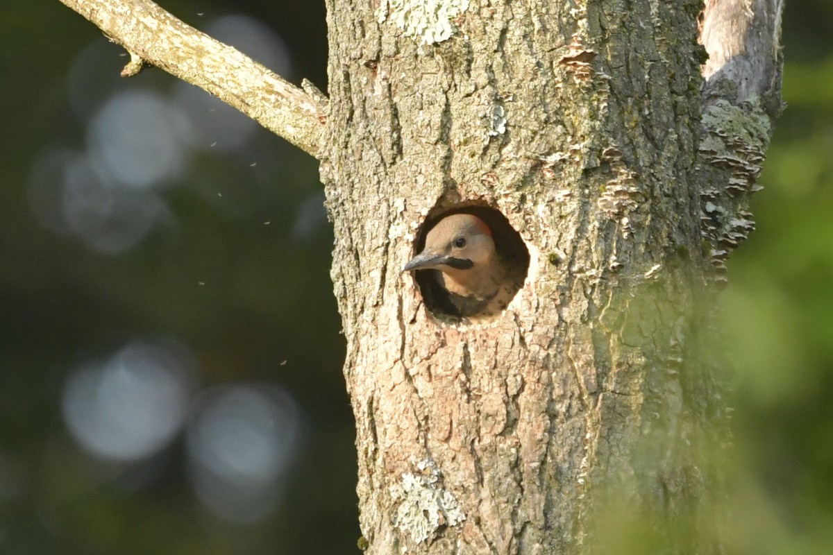 Декол золотистий - ML646709085